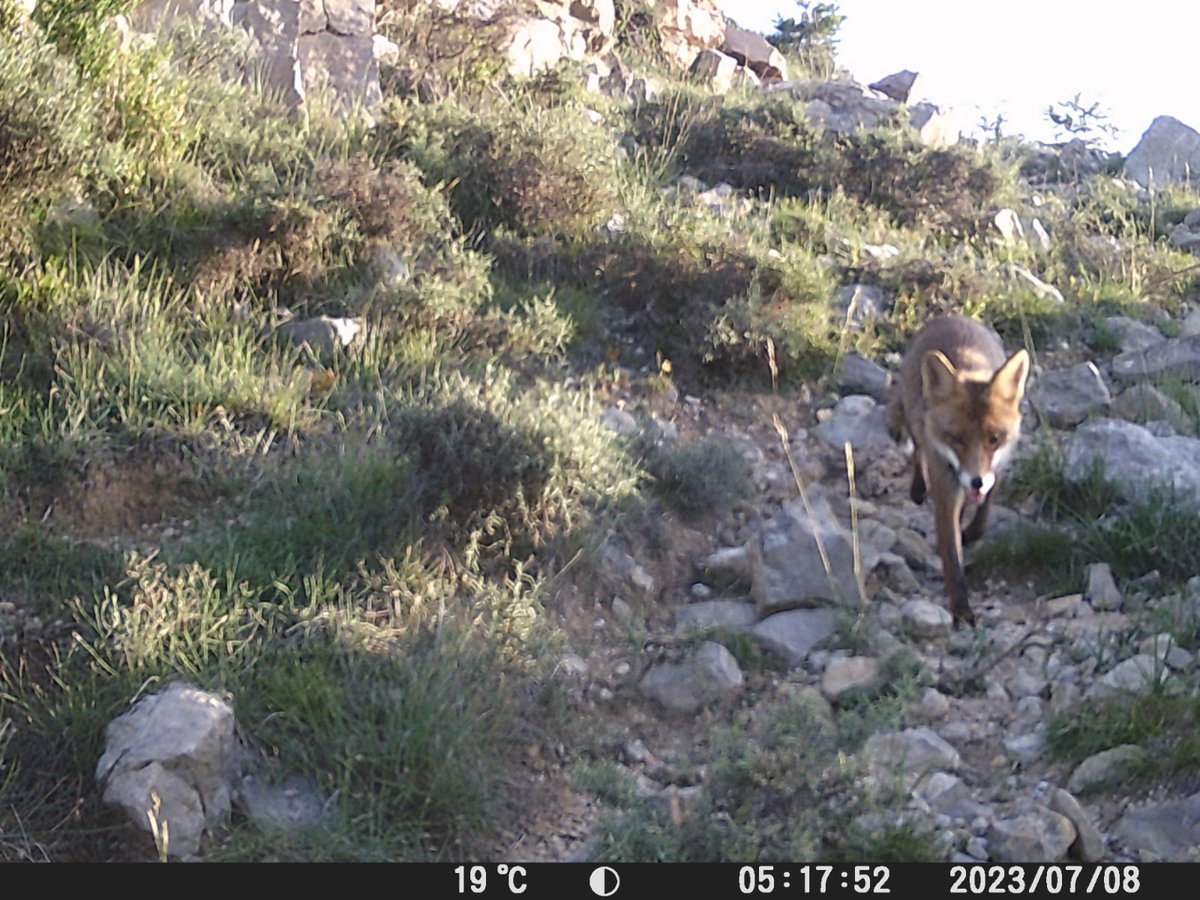 gonec_'s tweet photo. Un cop recollit el material, hem pogut revisar la cámara i aquests són alguns dels resultats obtinguts. La següent quadrícula a mostrejar serà la d'ambient ripari 🏞️ https://t.co/YhXEKJvzy3