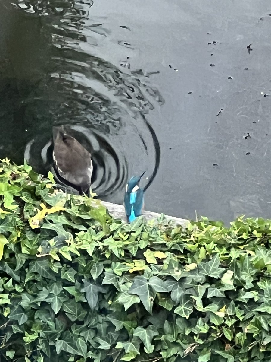 Misschien is het normaal in #aalsmeer maar ik heb hier nog nooit een #ijsvogel gezien en nu zit ie gewoon voor de deur