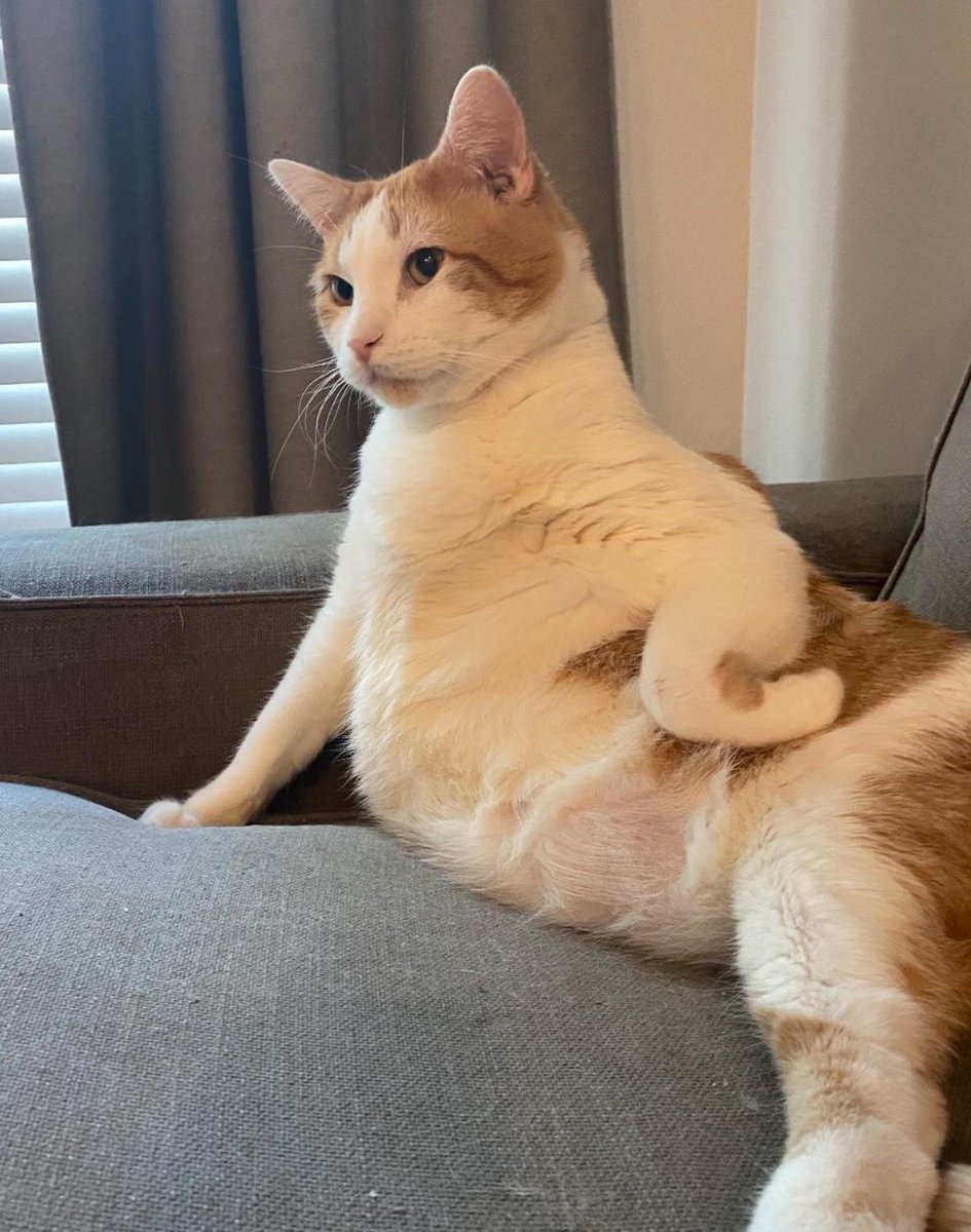 Why you should have a cat tweet media