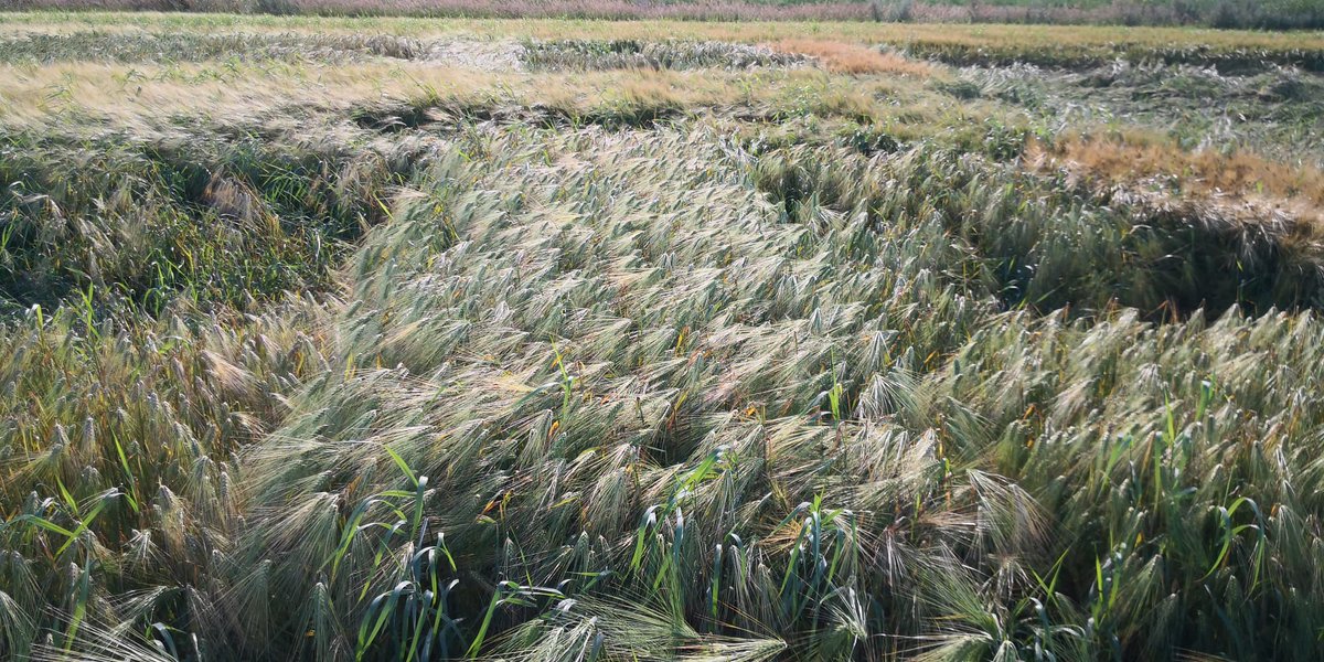 Viime viikkojen sateet ja tuulet haastoivat paikoin viljojen korrenlujuutta. <a href="/Boreal_fi/">Boreal</a>'n monitahoinen ohra 'Tuomas' näytti vaativissa oloissa laonkestävyytensä #viljelyvarmuus #lajikkeet