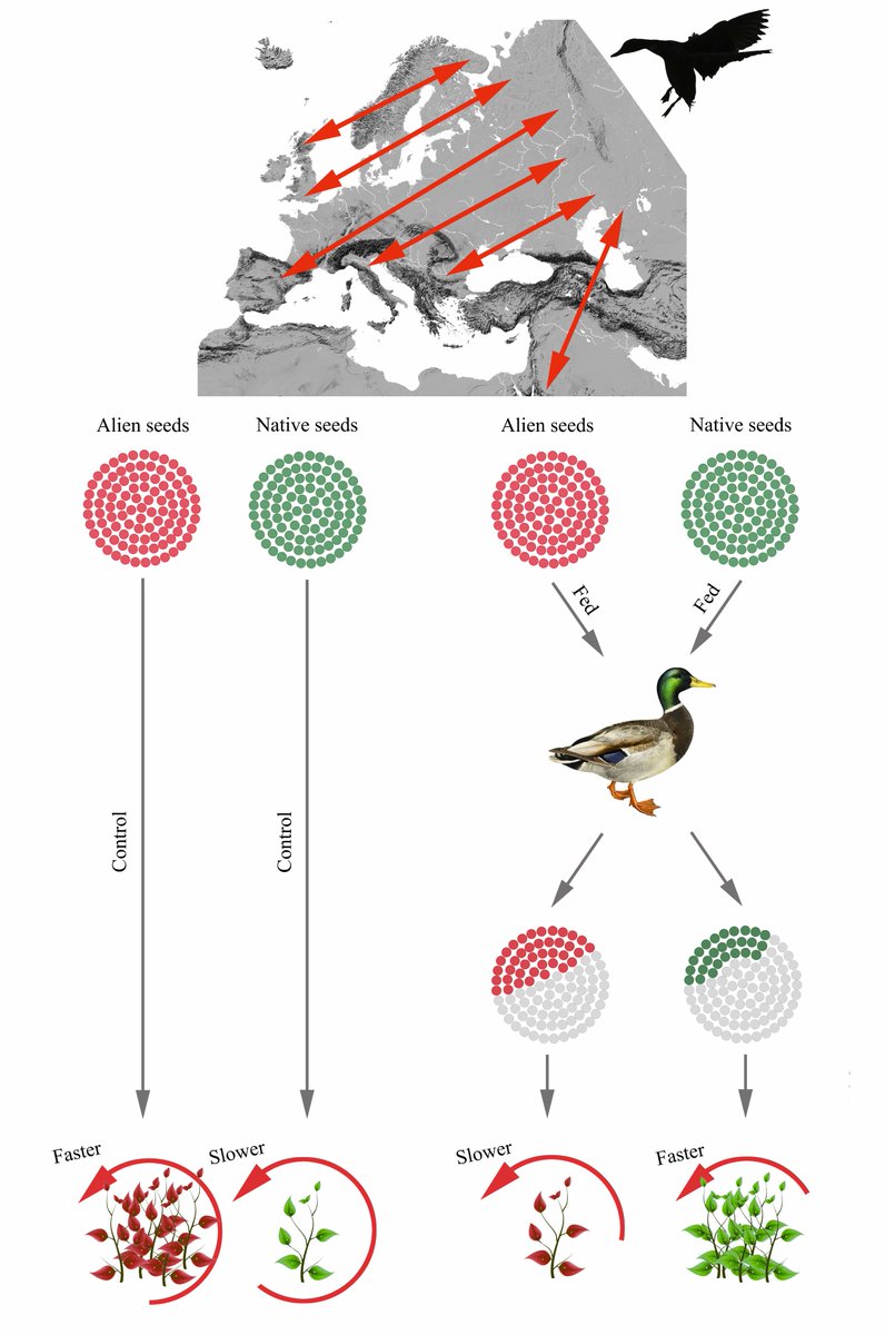 New paper uses congeneric #alienspecies and native plants to ask what #traits can favour #SeedDispersal by #ducks : alien plants survive gut passage better @ebdonana @WileyEcolEvol @InvasiveAliens @CoDisperse @Invasivesnet @BESInvasionSci @freshwaterbio doi.org/10.1111/fwb.14…