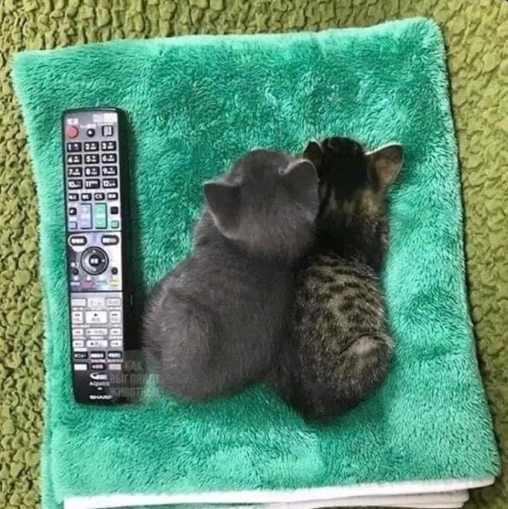 what movie are they watching?