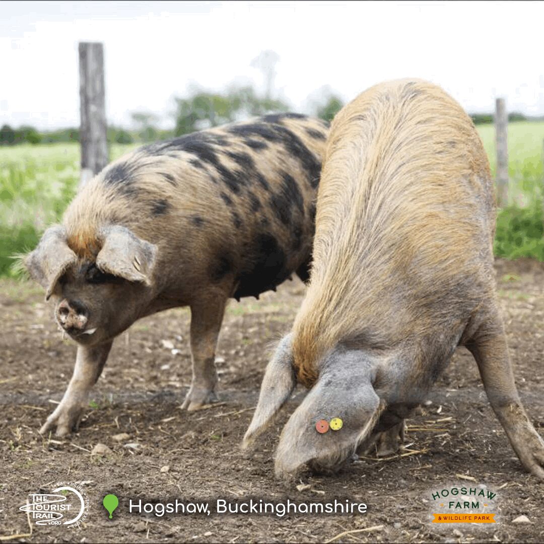 TheTouristTrail's tweet photo. ๐พ Discover nature at ๐๐ผ๐ด๐๐ต๐ฎ๐ ๐๐ฎ๐ฟ๐บ & ๐ช๐ถ๐น๐ฑ๐น๐ถ๐ณ๐ฒ ๐ฃ๐ฎ๐ฟ๐ธ in #Buckinghamshire! ๐ณ Enjoy a #familyday out with #rarebreeds, #wildlifeencounters, #naturetrails, and adventure #playareas. Don't miss the #food at #FarmKitchen! ๐
Link: https://t.co/j6iQJxaGQl https://t.co/qva08dQ34T