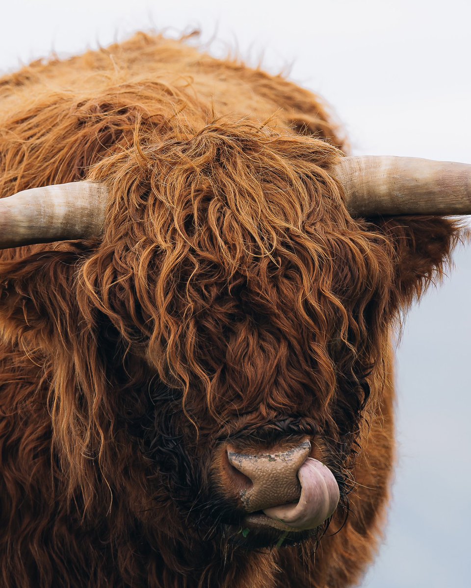 The Faroe Islands 🇫🇴