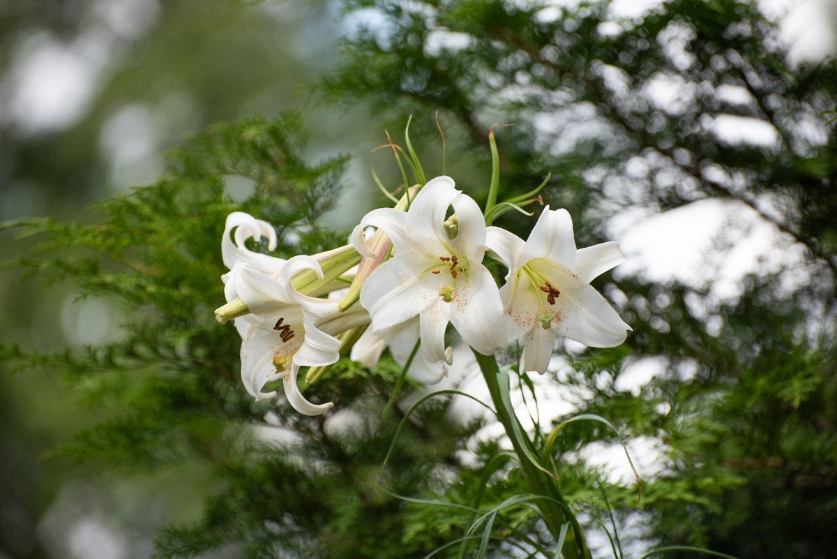 CaspianHGroup's tweet photo. Here's a closer look at some of the beautiful flowers in Muhammed's garden! What should he plant next?

#lawn #home #landscaping #atlanta #outdoorliving #wow #backyardgoals #naturelovers #transformation #gardening #flowers #veggies #garden https://t.co/qibqjBttw0