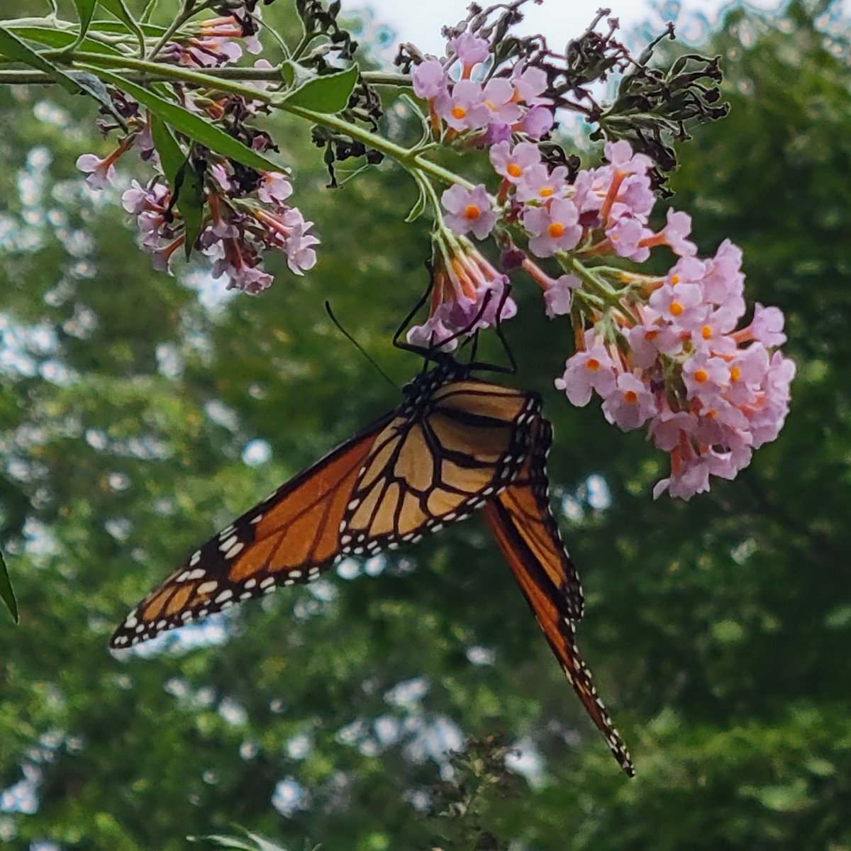hoablues's tweet photo. #Butterflies &amp;
#Buddleja davidii, aka summer lilac https://t.co/XnG65DHHrM