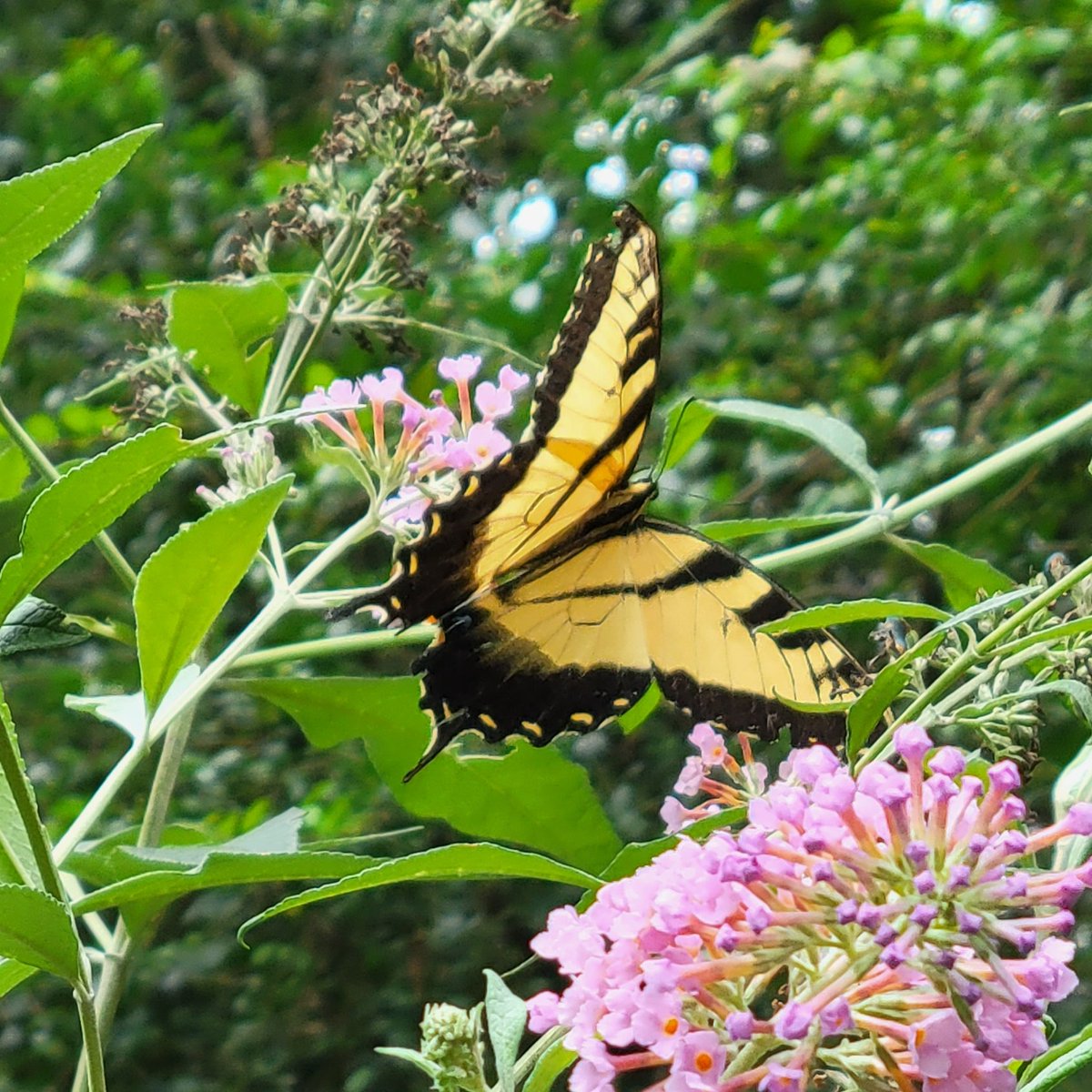 hoablues's tweet photo. #Butterflies &amp;
#Buddleja davidii, aka summer lilac https://t.co/XnG65DHHrM