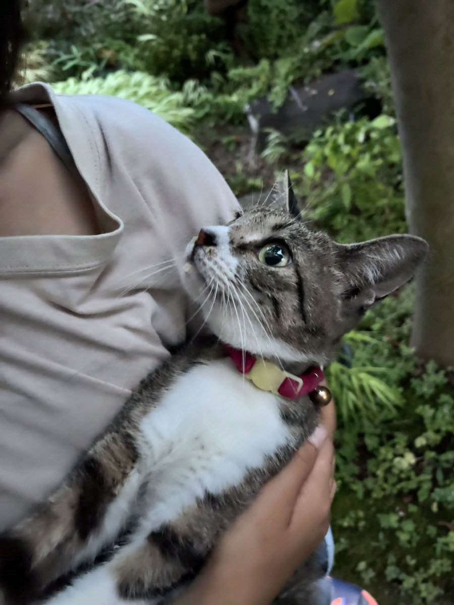 MASAHIRO_HIRAI's tweet photo. 【拡散希望】
伊那市城南町付近で迷い猫を預かっています。
すごく人懐っこいです。
お心当たりの方は、DMお願いします。

特徴
・赤い首輪
・まだ成猫ではない
・短いしっぽ

#長野県 #伊那市 #伊那 #迷い猫 #猫探してます #猫預かってます https://t.co/S9GdKEtobk