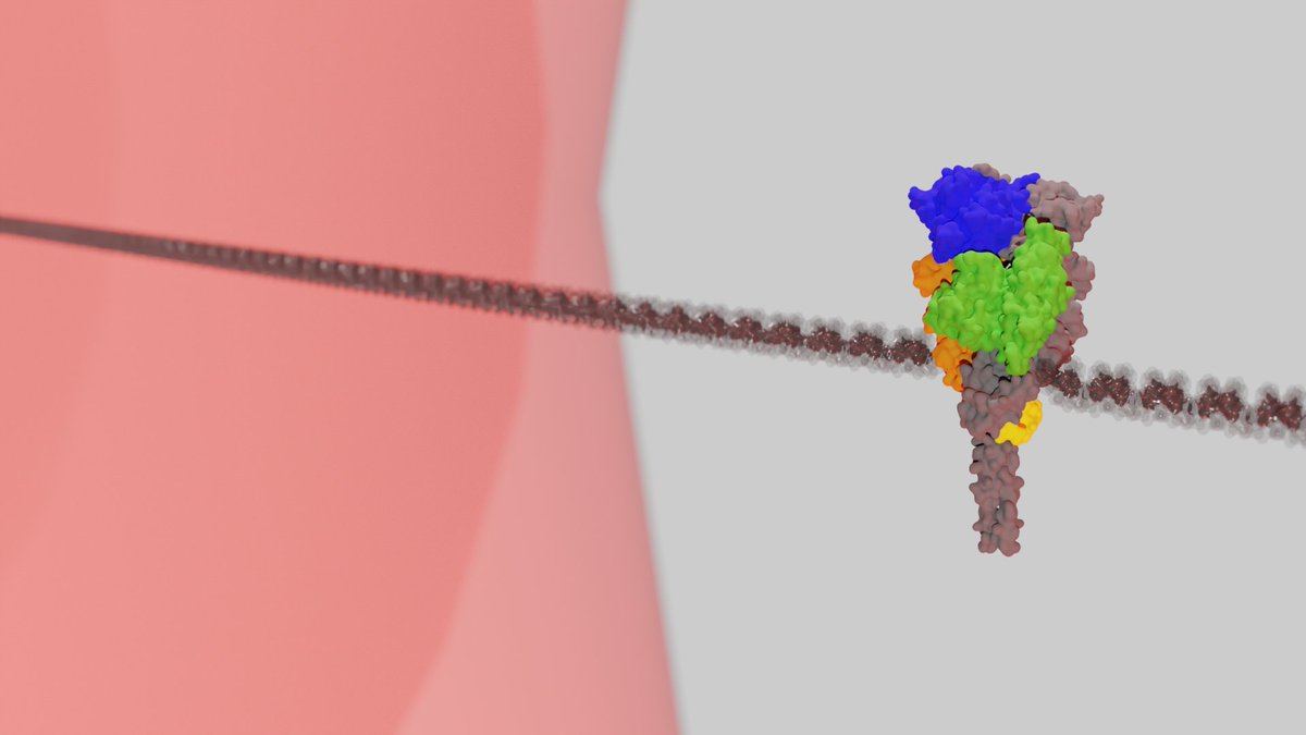 BiophysK's tweet photo. Happy that our article, in collaboration with the @HugelLab, about how the co-chaperone Aha1 interacts with the molecular chaperone Hsp90 is out! https://t.co/A4N40KcrWO
Congratulations to @LauraSilberman1 and the other authors! Also to @AnaRa022 for her first journal cover! https://t.co/PSkKbA7w8O