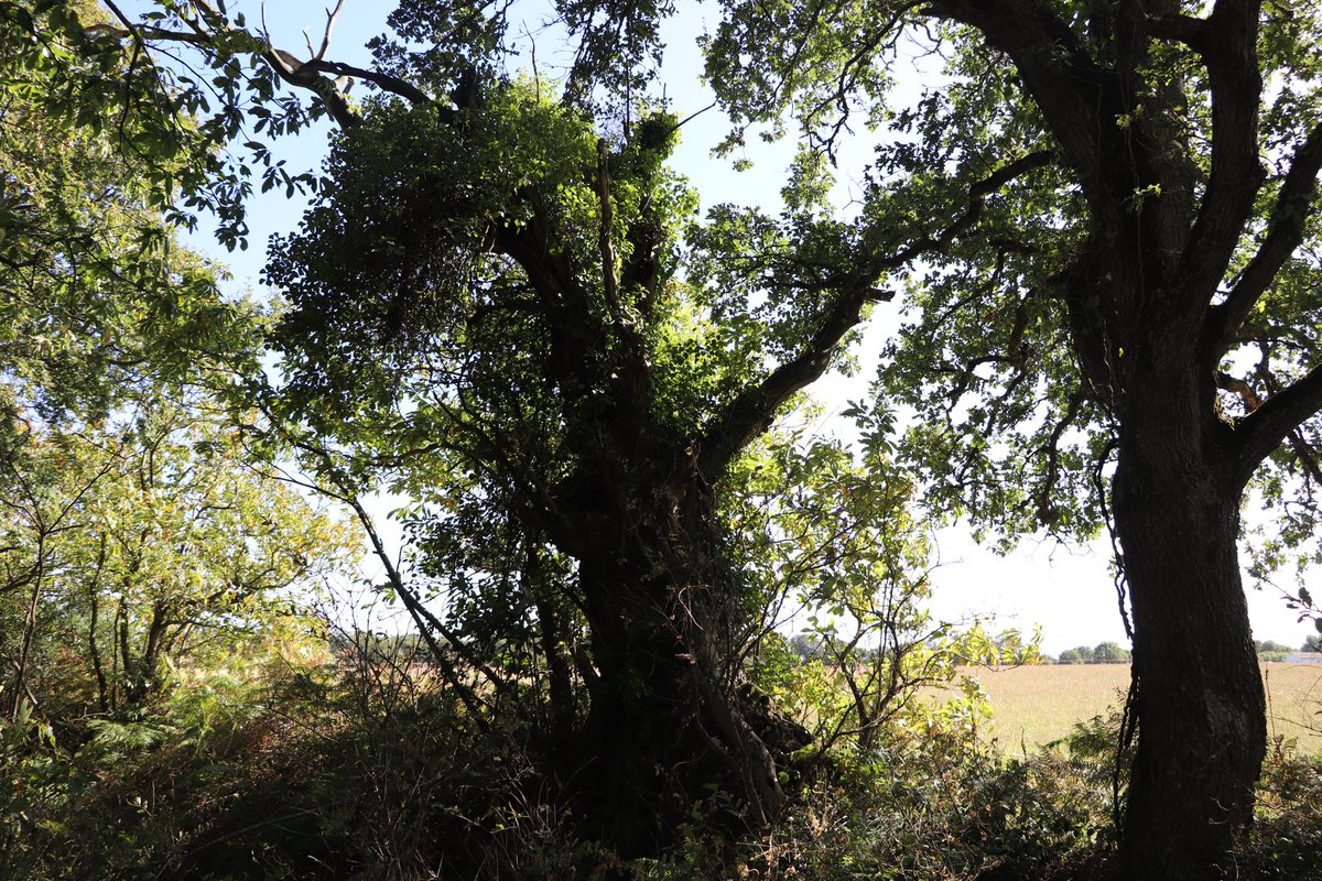 L'#esprit de la #forêt en cet arbre... 💚
#Love #Nature #Libre #Balades