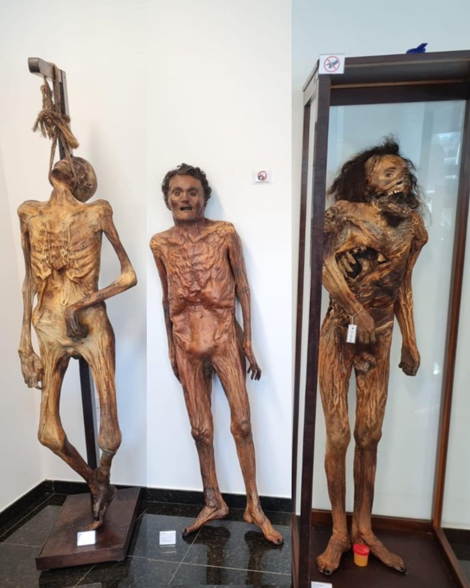 MUSEU DO IML ⚰️🪦🥼🥽

Com dezenas de histórias bizarras, e relacionadas aos crimes no estado, o Museu de Ciências Forenses, localizado dentro do Instituto Médico Legal (IML) do Paraná, em Curitiba, ainda não é conhecido por grande parte da população da cidade. O acervo reúne