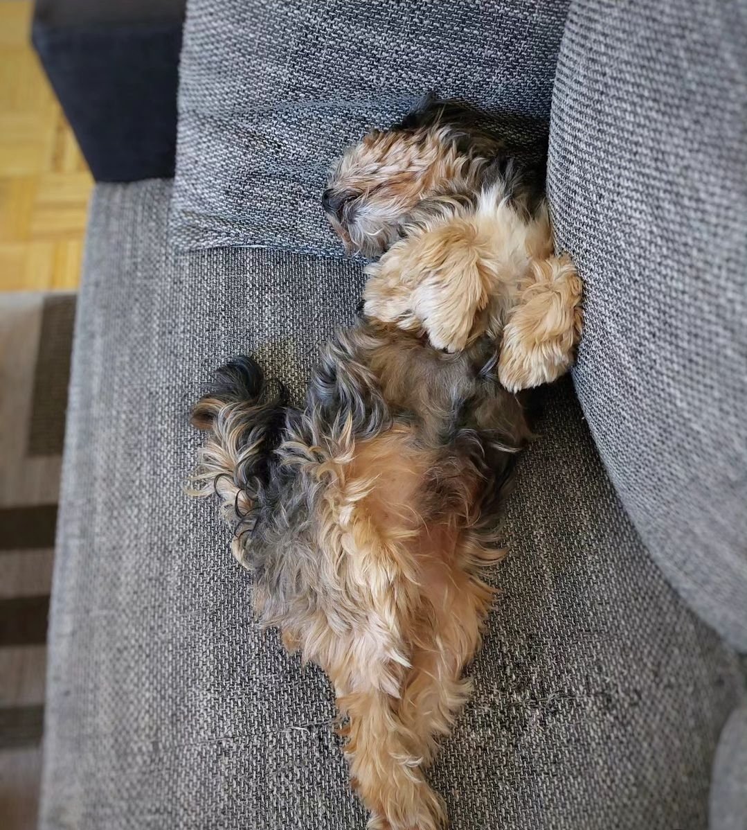 DerBishop17's tweet image. Der Prinz auf der Erbse. #dogcontent