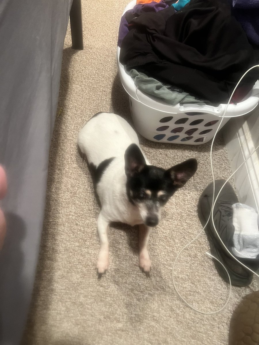 racingguy850's tweet photo. My girlfriends best 4 legged friend of 19 years is passing away. Feel helpless. #RIP #sosad #love #her #helpless #animal #BestFriend https://t.co/A9brCR4g14