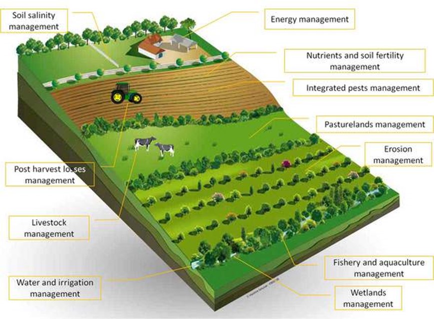 What is #ClimateSmartAgriculture (CSA)?

CSA is an approach that helps guide actions to transform agri-food systems towards green &amp; #climateresilient practices - to store #carbon &amp; improve resilience &amp; soil health.

Examples:
· vertical farming
· cover crops
· prescribed grazing