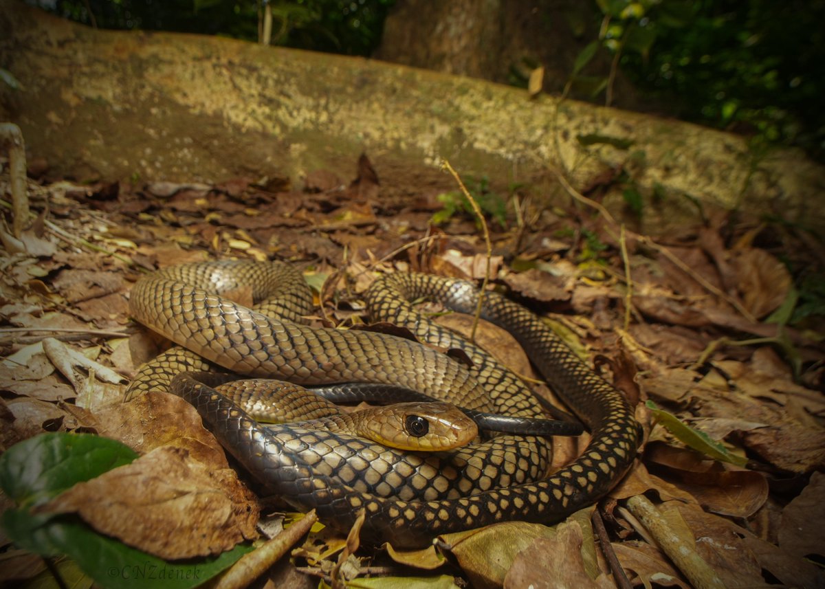 What a beautiful Ptyas snake! This one is the Smooth-scaled Mountain Rat Snake (Ptyas luzonensis) from Luzon, Philippines. A non-venomous species that is apparently often gravely mistaken by the public for King Cobras 😢. This individual was a gentle soul 🥰.