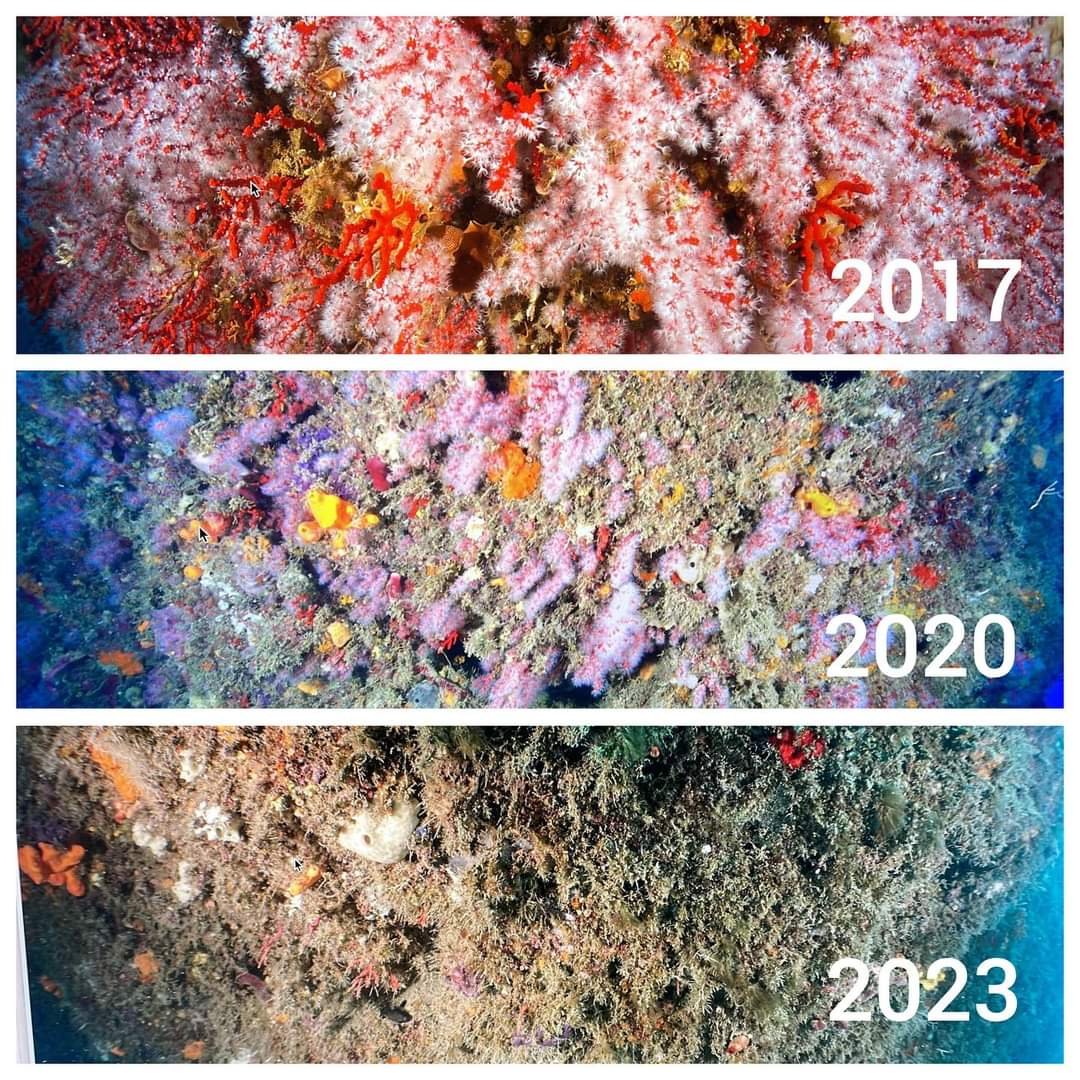 Once upon a time there was a shallow red coral (Corallium rubrum) wall in #Thyrrenian sea.

Images speak for themselves.

Photo by @argentariodiver 

#climatechange #massmortalityevent #marinebiodiversity #reefconservation