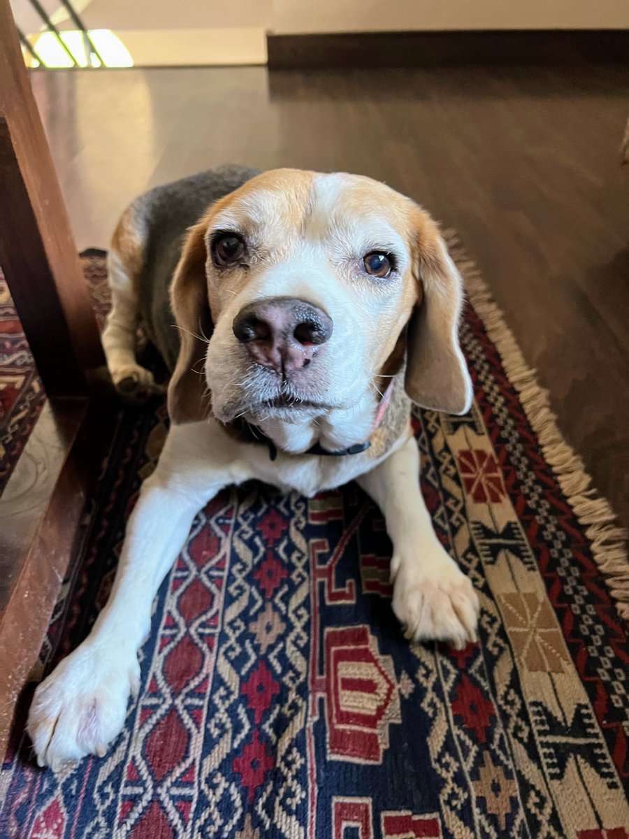 anuragvo's tweet photo. This Friday the naughty, silly, stubborn, forever hungry and forever playful Biskit breathed his last. 

We always know this day will come. Still doesn't leave us prepared.. https://t.co/E6Fi4wQB03