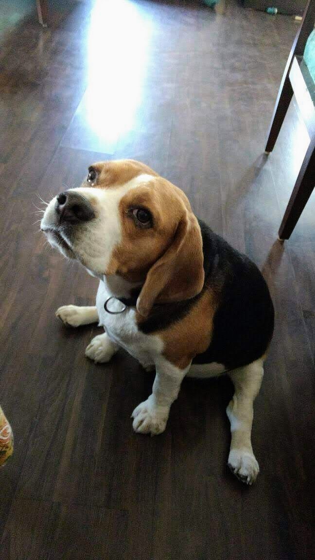 anuragvo's tweet photo. This Friday the naughty, silly, stubborn, forever hungry and forever playful Biskit breathed his last. 

We always know this day will come. Still doesn't leave us prepared.. https://t.co/E6Fi4wQB03