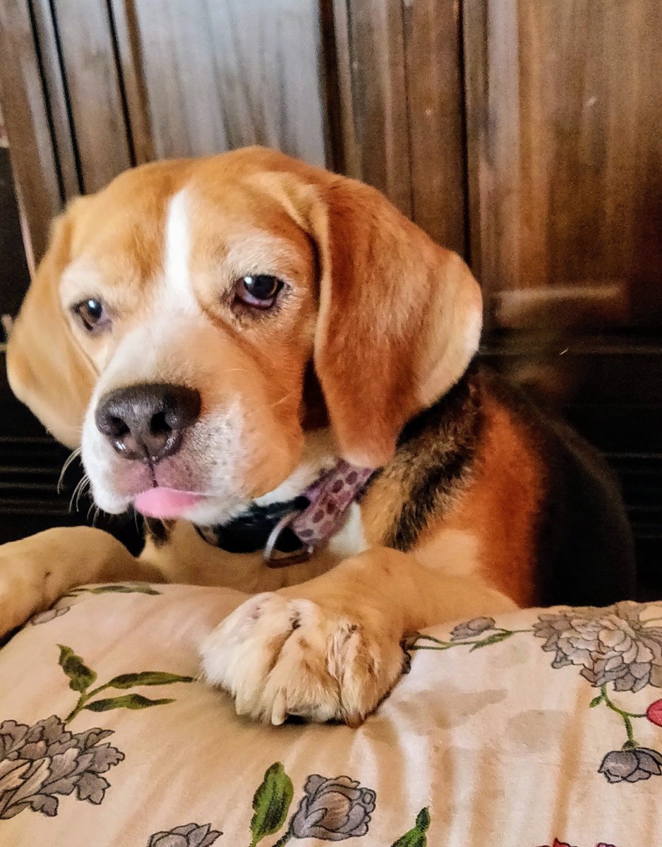 anuragvo's tweet photo. This Friday the naughty, silly, stubborn, forever hungry and forever playful Biskit breathed his last. 

We always know this day will come. Still doesn't leave us prepared.. https://t.co/E6Fi4wQB03