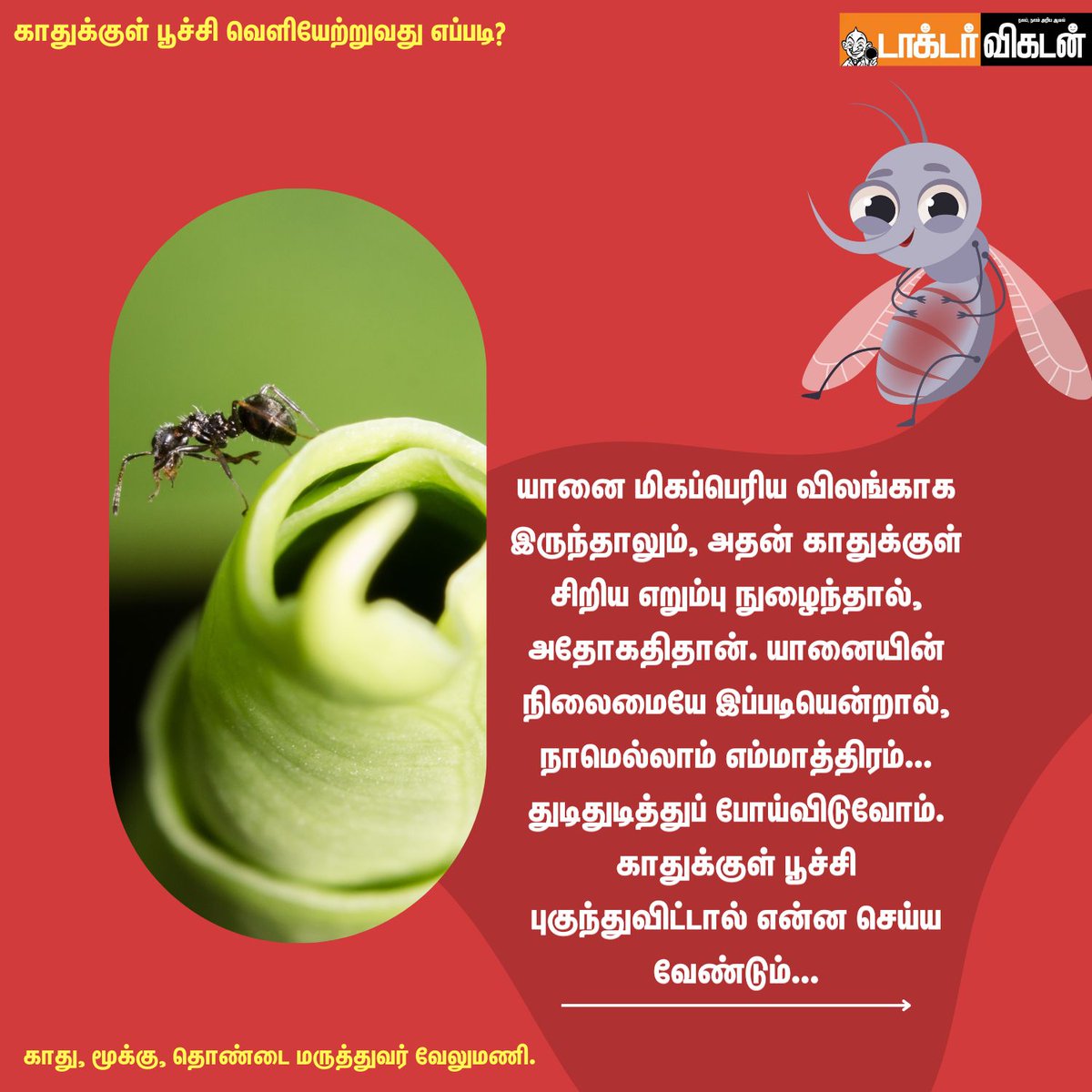 DoctorVikatan's tweet photo. காதுக்குள் பூச்சி வெளியேற்றுவது எப்படி?
#ear #earwithant #ant #insects #doctors #doctorvikatan #eardoctor #problems #health #healthcare https://t.co/Iibjp4GpEk