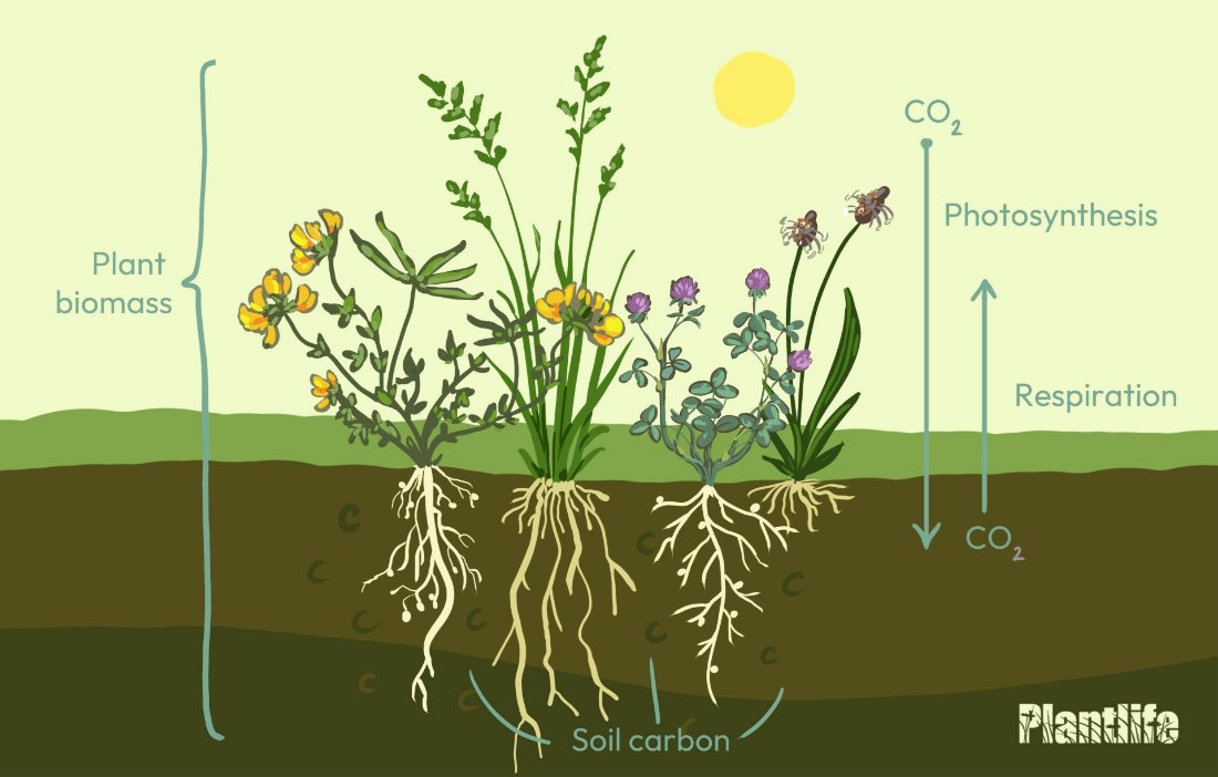 There’s already over 2bn tonnes of carbon locked underground in GB grassland soils🌱

With the right management to boost wild plants &amp; fungi, not only can that carbon be protected, but more can be stored

❌ploughing
❌fertiliser &amp; pesticides
✔ appropriate grazing / cutting

1/3