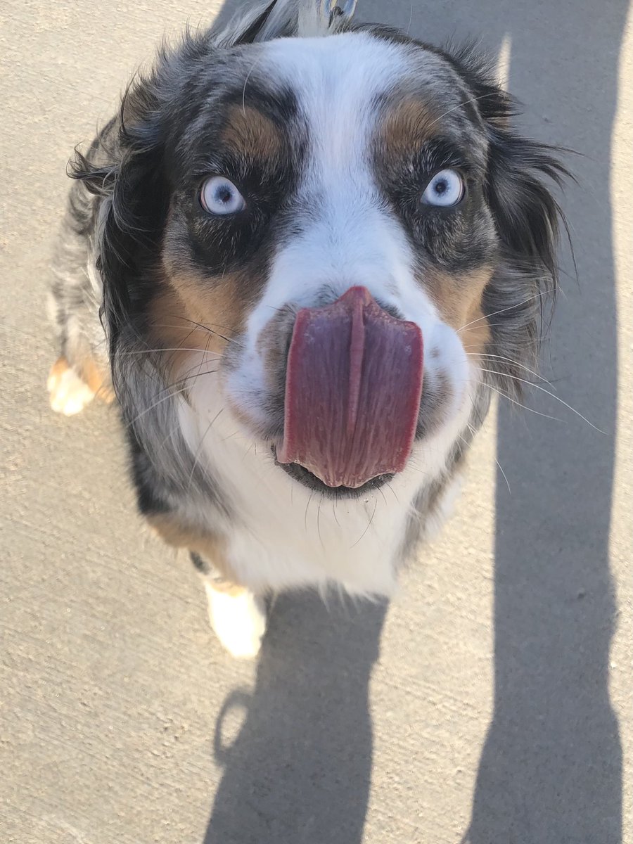 Katniss_Trinity's tweet photo. @AhloovZ Same applies to puppy love. You just can’t help wanting to hug and cuddle them even in their silliest moments. https://t.co/7PVR28AI8F