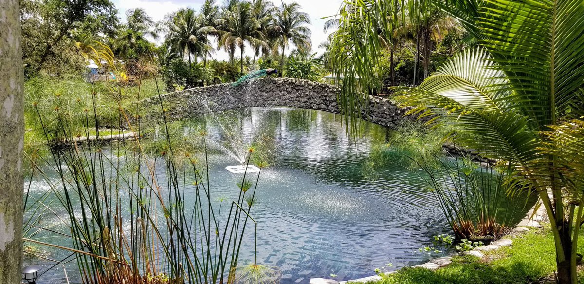 TheLakeDoctors's tweet image. A tropical oasis in your very own backyard. 🌺🌴 We provide a full range of aquatic solutions for any size body of water, large or small.

#thelakedoctors #aquaticexpert #pondmanagement #lakemanagement