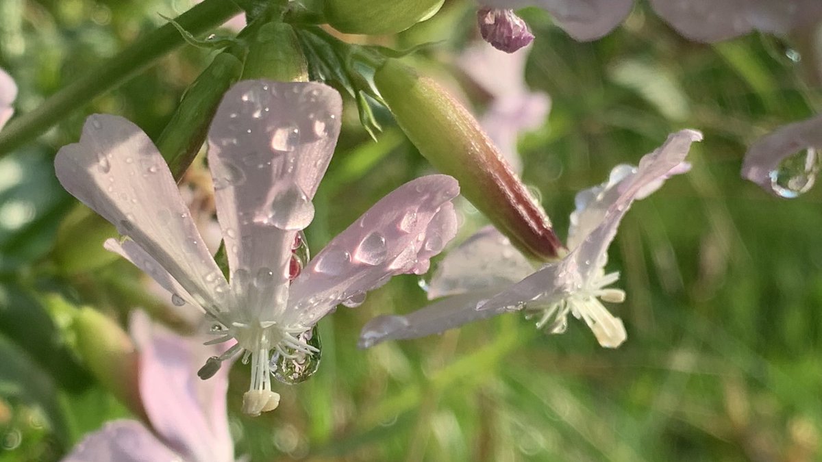 Funkelschoen's tweet photo. #Naturephotography #nature #Natur #flowers #Garten #Wassertropfen https://t.co/AzdGmWU7se