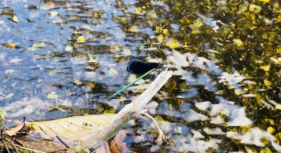 どこからかやってきたお線香の香りがわが家にも

おかえりなさい
台風の前に、遠いわたしのところにも来てくれてありがとう
戦争を生き抜いて、命をつないでくれてありがとう