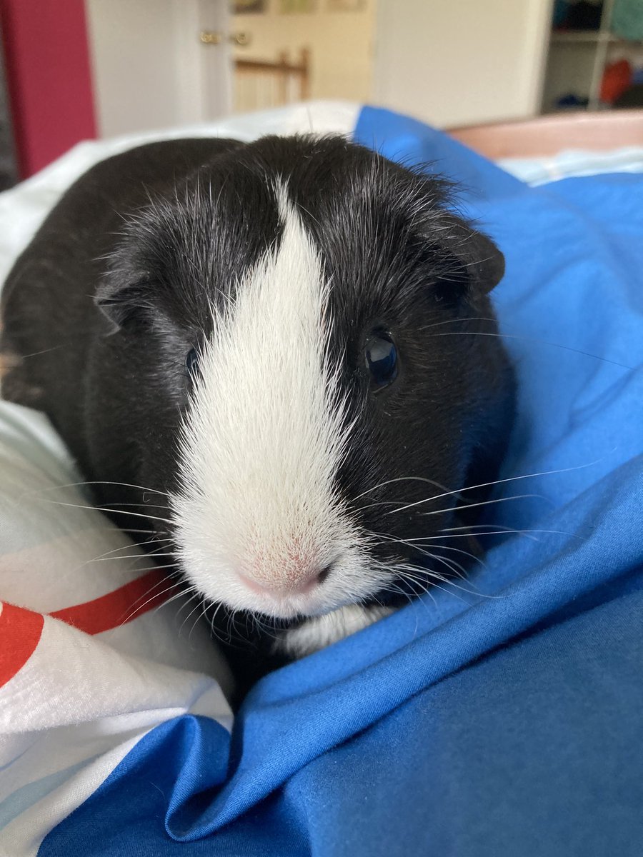 GWRDuckstuff's tweet photo. @TheChattyEngine Guinea pig https://t.co/JP0BkdoI63