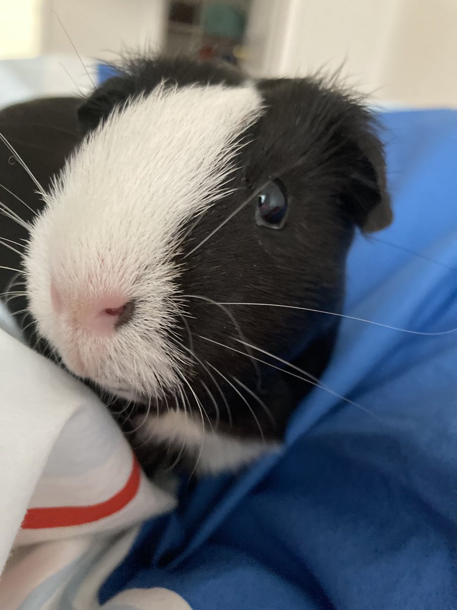 GWRDuckstuff's tweet photo. @TheChattyEngine Guinea pig https://t.co/JP0BkdoI63