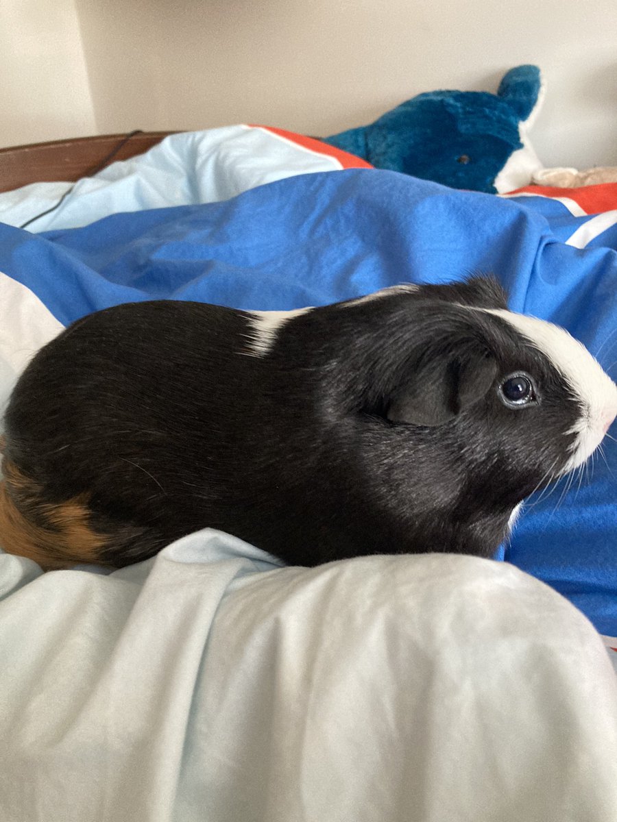 GWRDuckstuff's tweet photo. @TheChattyEngine Guinea pig https://t.co/JP0BkdoI63
