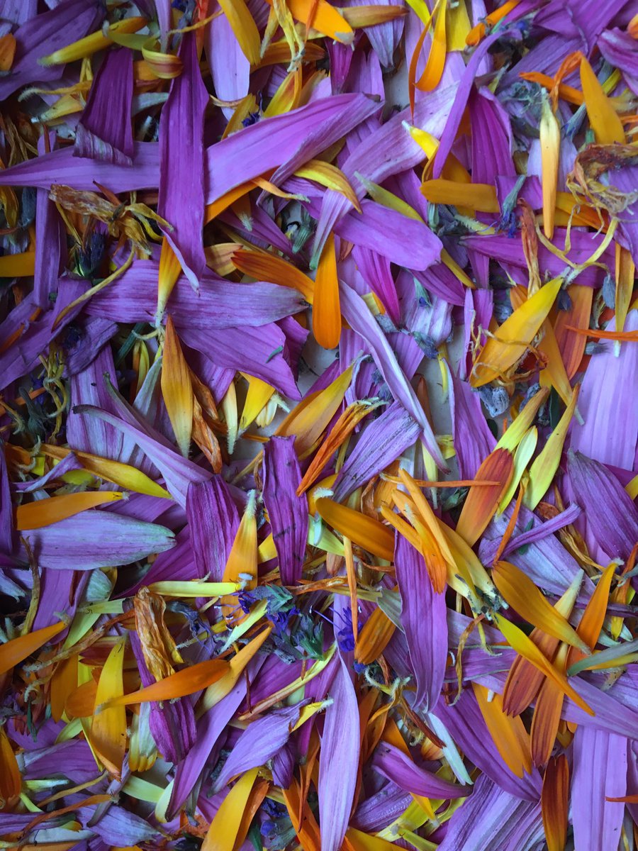 Récolte de pétales. Pour de la tisane.