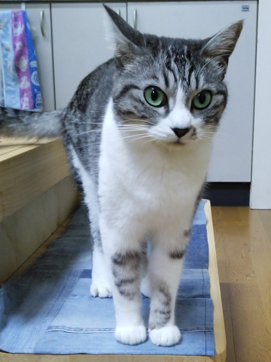 あたちのゴハンまだにゃのー！