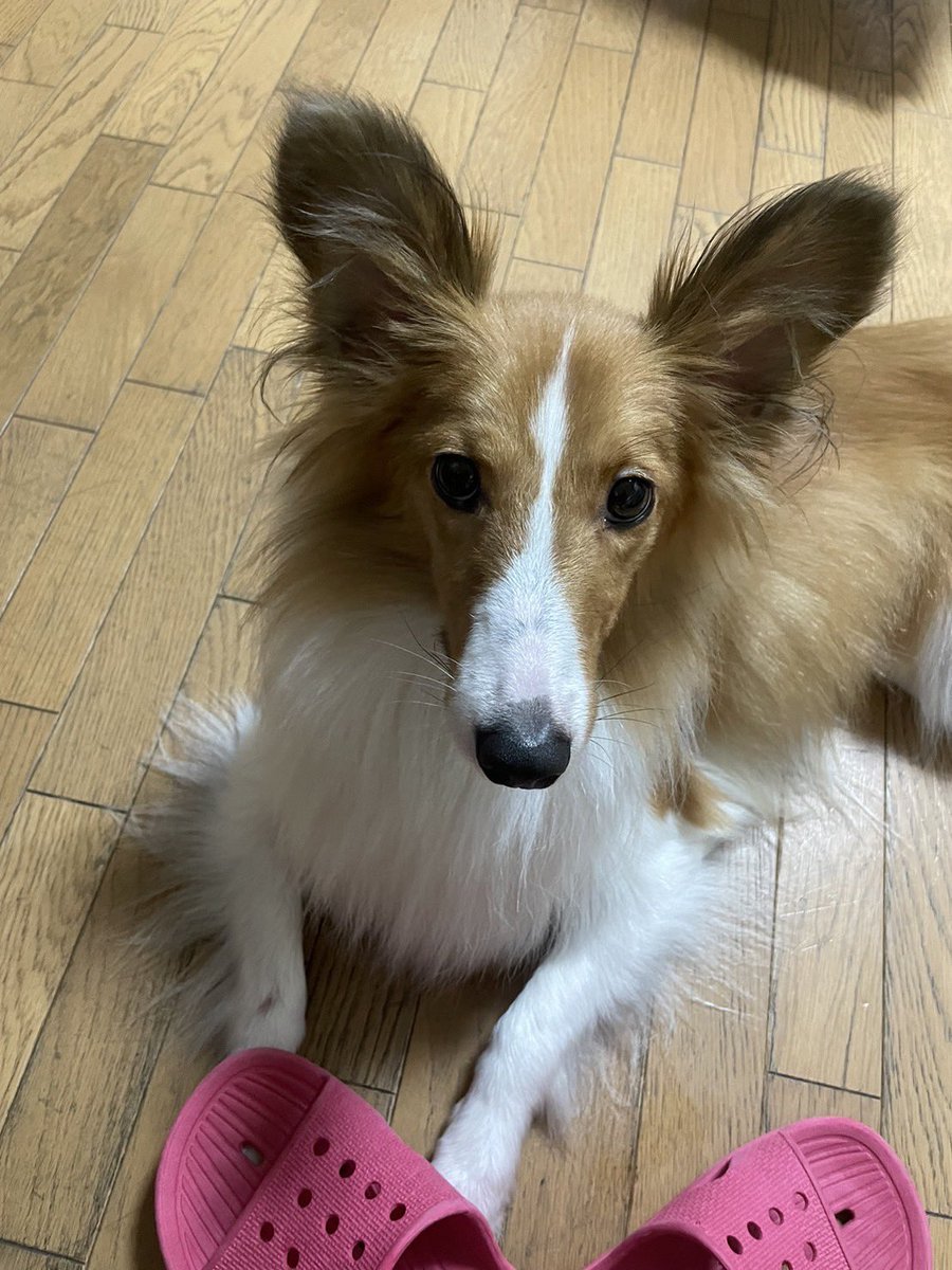 今日はパピヨンの日🦋
「ぼくおみみはパピヨンだよ」🐶✨
#パピヨンの日 
#パピヨンmix