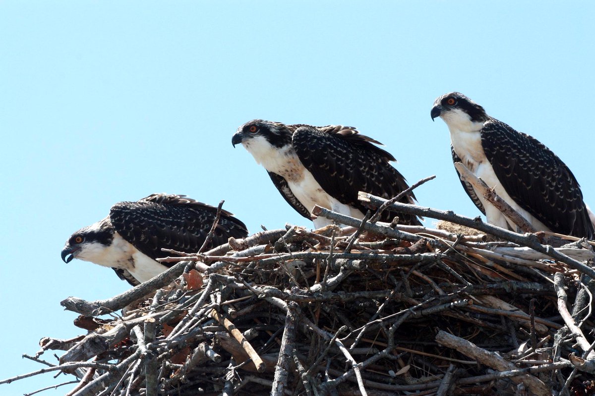 CTAudubon's tweet photo. A. Not your imagination. Young birds have fledged, which means the population has maybe doubled.  Young birds are adult-sized when they fledge so you wouldn't know from size. There've been 2 doz or more at Milford Point on some days. #ospreynation https://t.co/kzfAWTRbE2 https://t.co/8WwpxlUZyO
