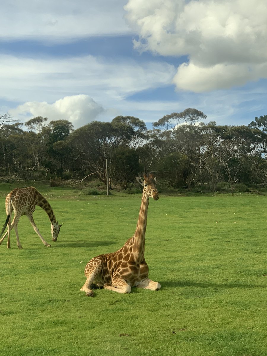0720Seira's tweet photo. 大人になってからの方が動物を観察するの楽しい！！

ライオンはぐっすり寝てた🦁 https://t.co/OMc9W7N5TW