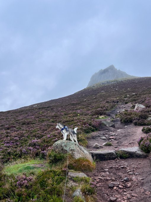 Dogs first hike here in Scotland ???????? https://t.co/6C1gE9DOco