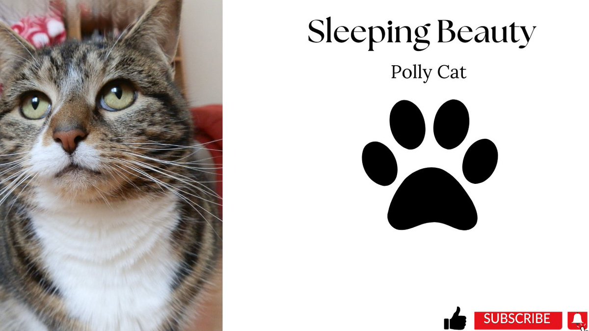 JillyKins777's tweet photo. Sleeping Beauty | A cats life https://t.co/VH147LB81K via
@YouTube
Its a cats life, this is our latest video of Polly our 20 year old tabby.  #cat #shortvideo #catvideo #catlife #catlover #catlovers #CatsOnTwitter #CatsOnYouTube #cutecat #pets  Please kindly subscribe :) https://t.co/c3yIEysTUq