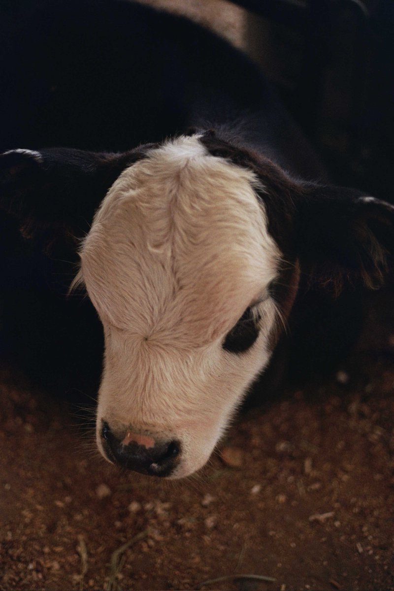 Beautiful baby calf at the Amish Farm 

#canontlb #filmphotography #manualcamera #fuji200film #35mmfilm #35mmcamera #35mmphotography #calf #animal #cow #farm