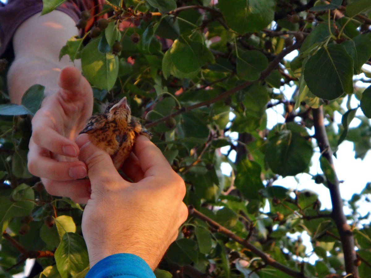 Baby American robin rescue! Sibling killed by a hawk. Flightless baby knocked from nest. Two young men helped me get baby back into nest. #GoodPeopleExist #PutGoodIntoTheWorld #birds #MadisonWI #BirdRescue #GoodDeedForTheDay