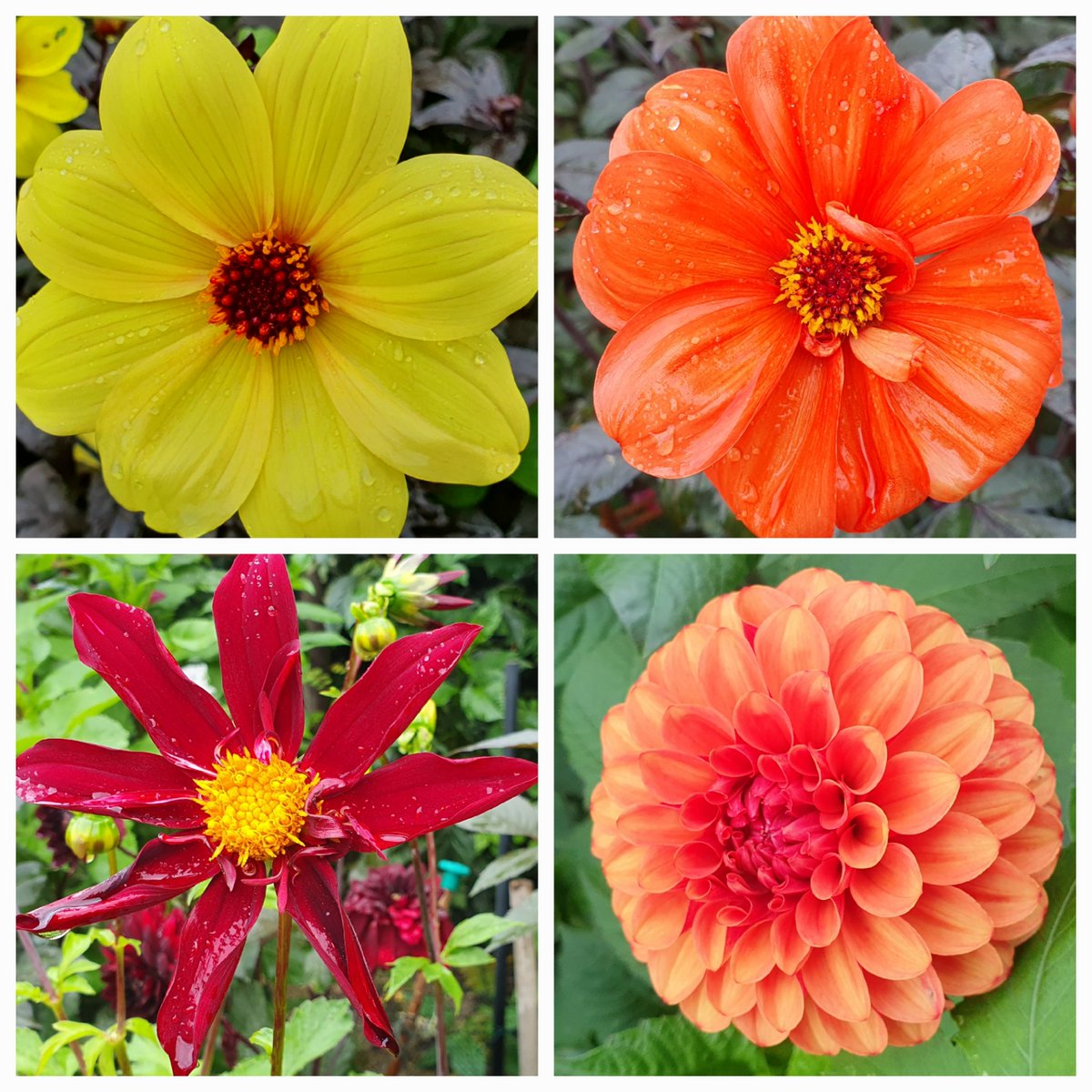 Dahlias looking resplendent this morning - Taratahi Ruby, Black Jack, Spartacus, Poodle Skirt, Sylvia, Cheyenne, Mystic Illusion, Bishop of Oxford, Brown Sugar, and Verrone's Obsidian.
#dahlia #dahlialove #flowers #gardening #SummerVibes <a href="/GardensHour/">GardensHour</a> #gardenshour <a href="/GWandShows/">BBC Gardeners World</a>
