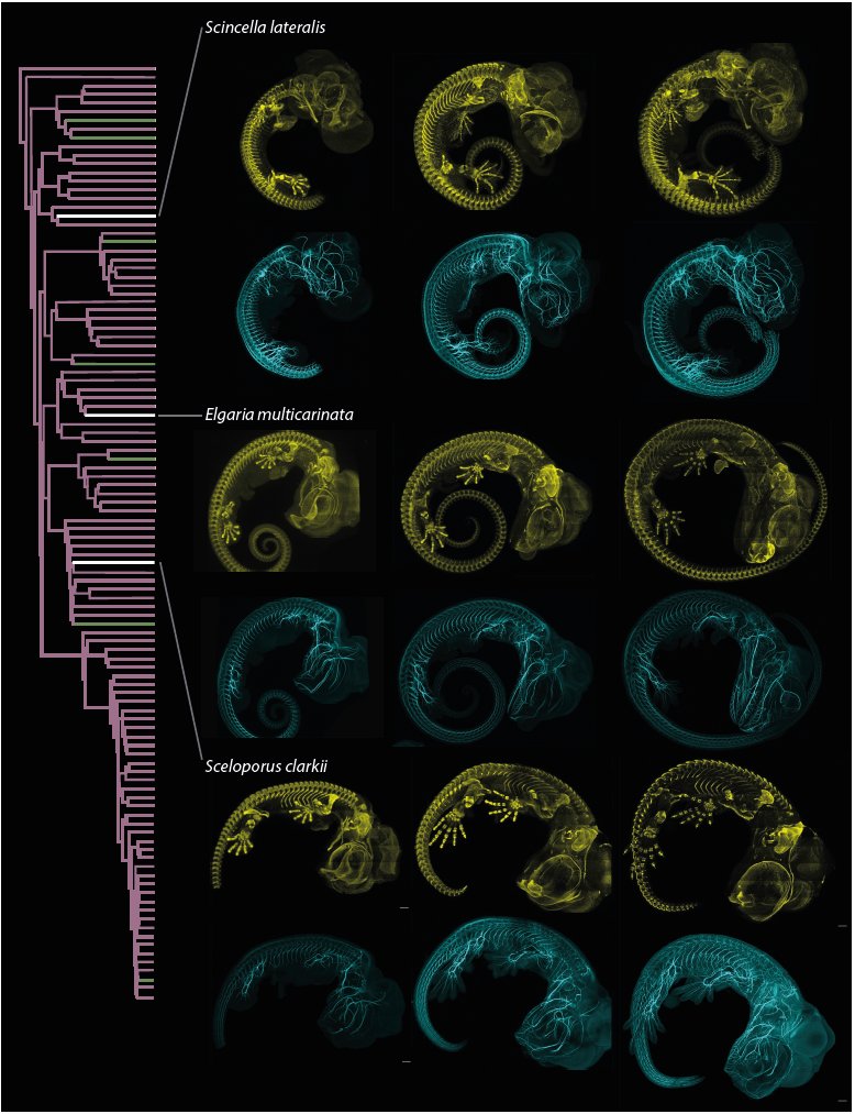 It is #WorldLizardDay
Working on discovering a little more about lizard anatomy and embryonic development

(proposal figure I liked to share😅 in case there is a millionare who'd like to send some money)