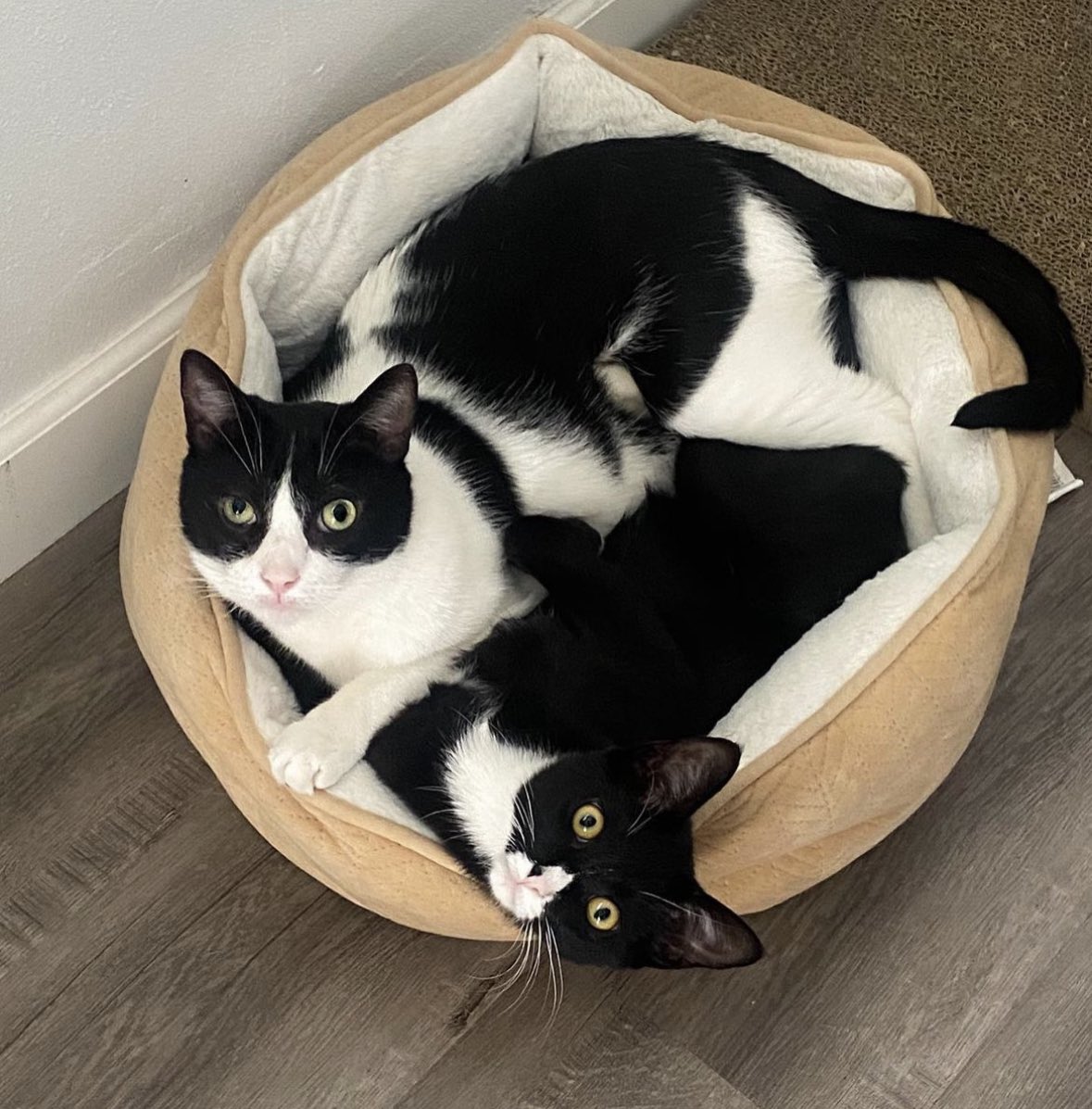loversofcat tweet picture