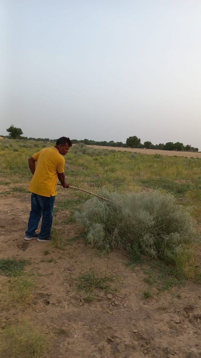LocustIndia's tweet photo. आज दिनांक 14 अगस्त 2023 को जैसलमर के महत्वपूर्ण रेगिस्तानी इलाको मे सर्वे टीमों द्वारा 1500 हेक्टयेर  क्षेत्र मे गहन टिड्डी सर्वे कार्य किया गया।सर्वे क्षेत्रो मे कही पर भी रेगिस्तानी टिड्डी की कोई गतिविधि नहीं देखी गई। एहतियात के तौर पर अभी टिड्डी का गहन सर्वे जारी रहेगा। https://t.co/JZIcXdprTi