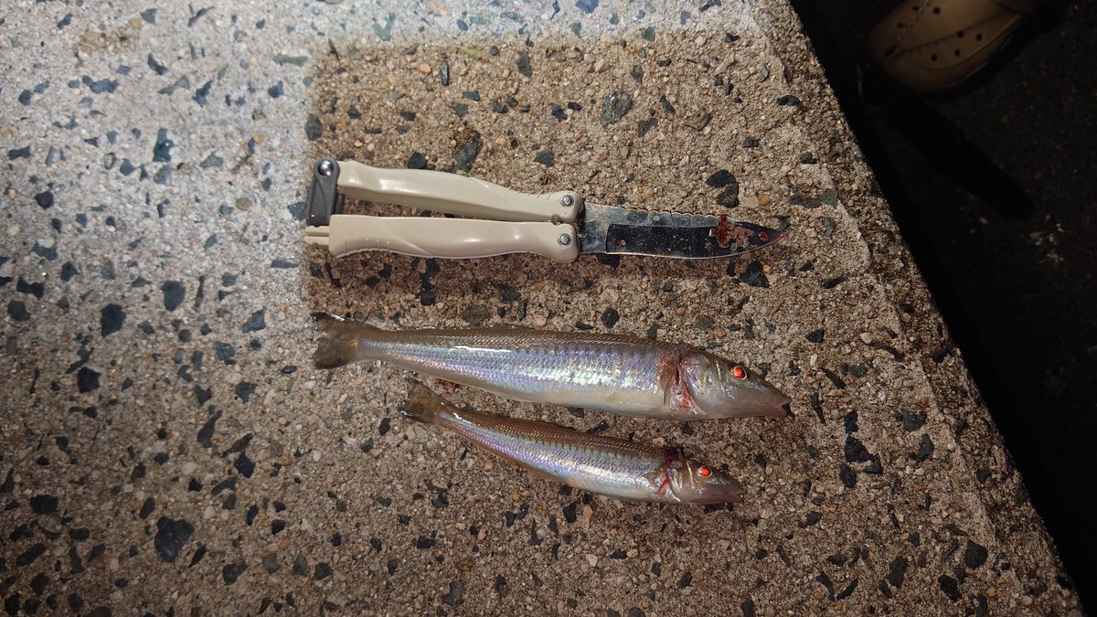 昨日釣り行ってきた！
写真は無いけどキス35匹
まぁまぁの釣果やし満足✌️