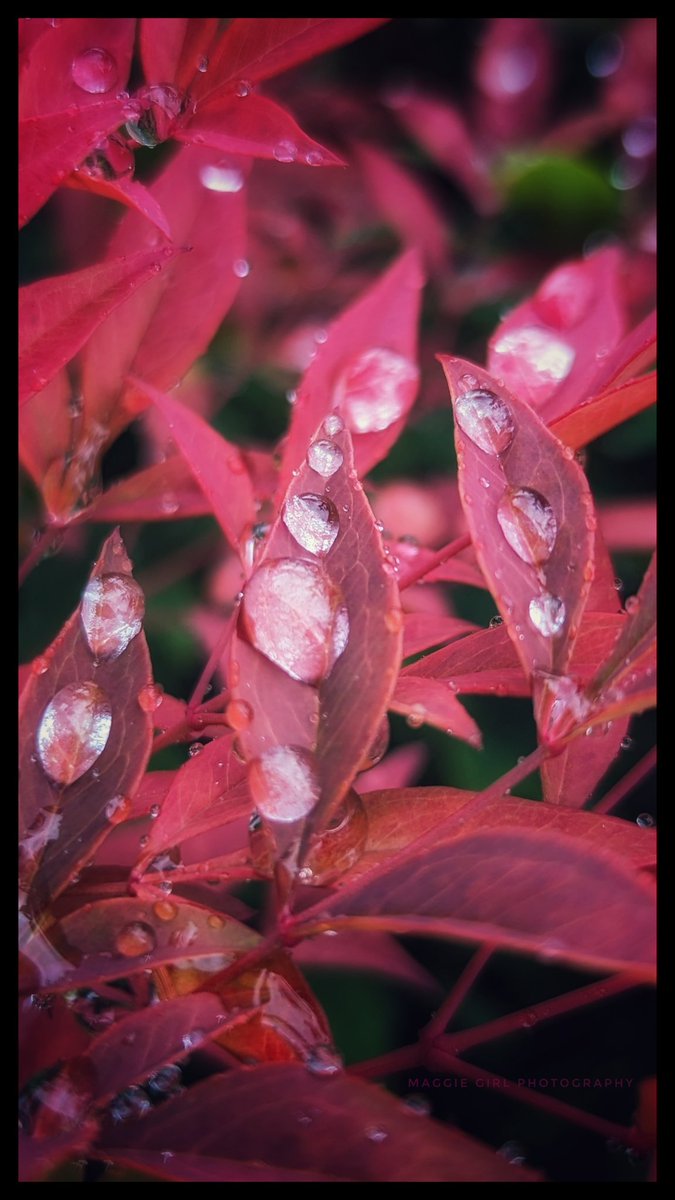 Daisylove1322's tweet photo. @DailyPicTheme2 Raindrops on the #leaves outside of my son's eye Dr a couple weeks ago that caught my eye as we walked out.. in the process of changing from green to red already!🍂🍁🌿

#ItsAlmostFallYall https://t.co/BHJTD1wy0O