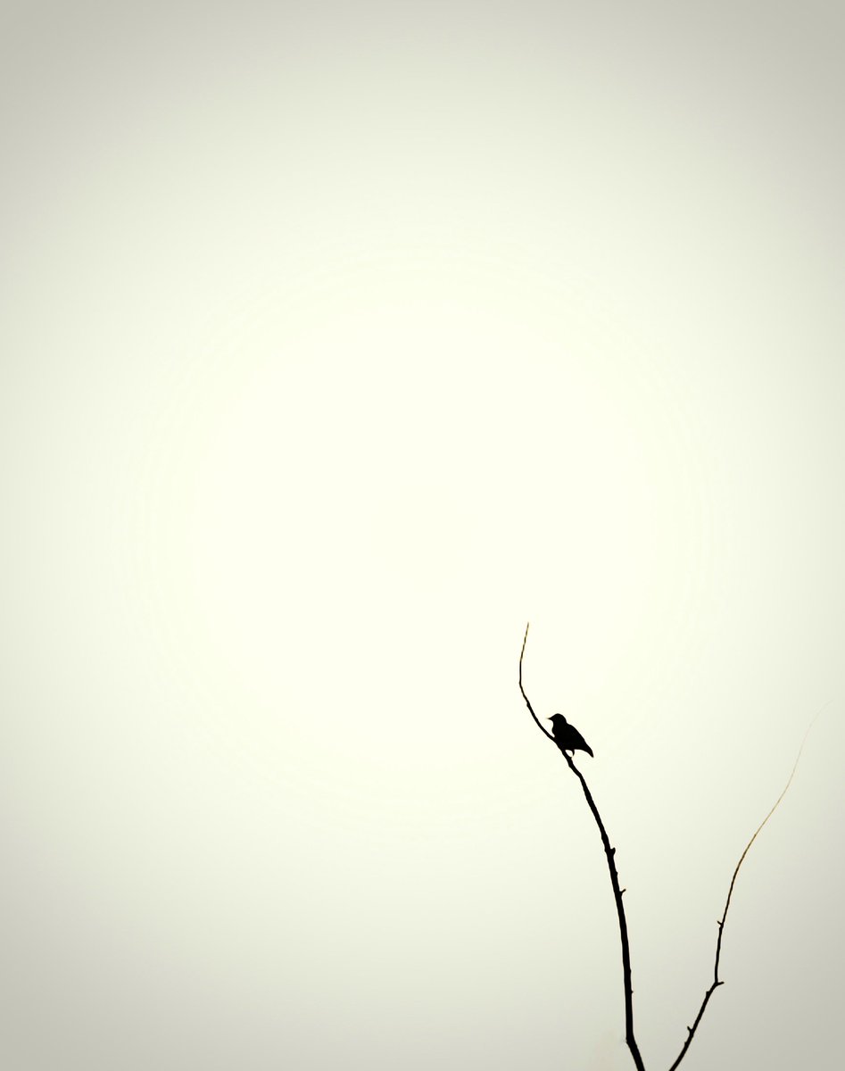 kiassari's tweet photo. #photo #PHOTOS #PhotographyIsArt #photography #negativespacephotography #minimal #minimalism #minimalist #zen https://t.co/r13L1vdhPu