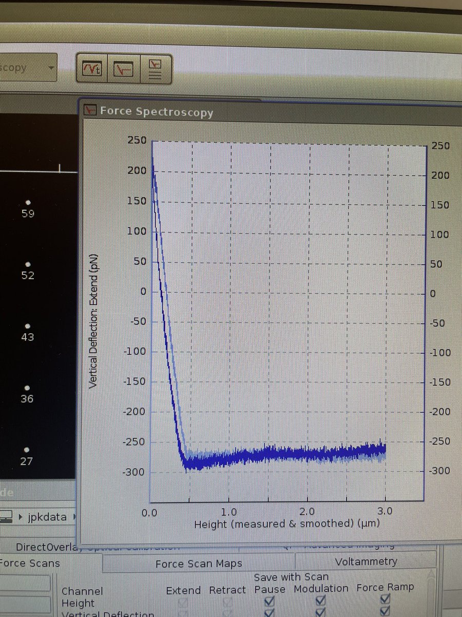 rachellawson954's tweet image. I’m not sure who blessed my cell AFM data today, but I am extremely grateful 🥹🙏 

#AtomicForceMicroscopy #cellbiology #biomechanics