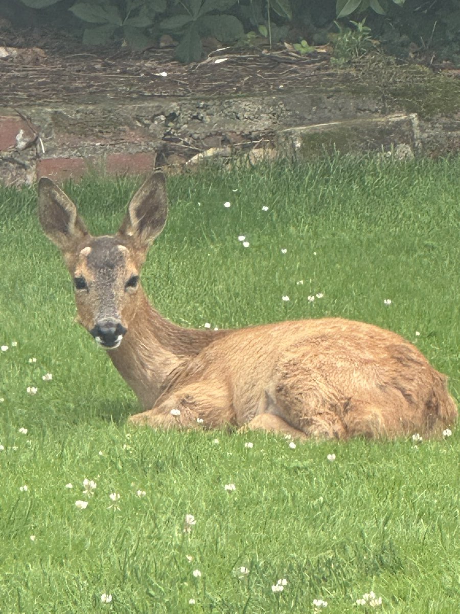 Jasontart's tweet photo. @wildlifeaid this female roe deer has been visiting us for years and this year is the first time without babies and looking in quite a sad state. Her daughter is also in the garden with her twins from this year at the moment. Is she ok, can we do anything to improve her coat? https://t.co/Jm69demhUb